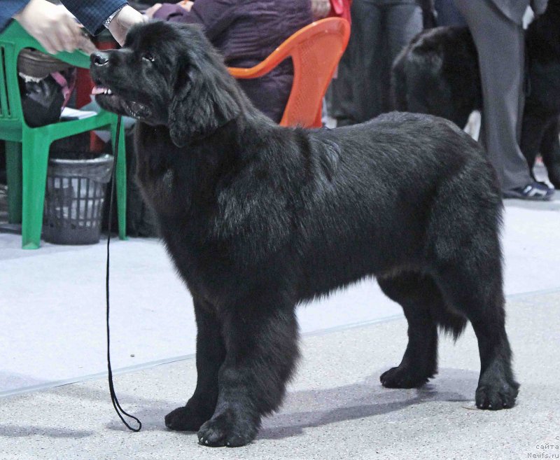 Фотография № 232012