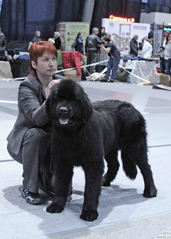 Фото: ньюфаундленд Терра Виктория Жермон Луиза (Terra Victoria Germon Louise)