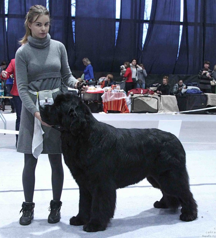 Фото: ньюфаундленд Их Высочество Бишоп Карл (Ih Visochestvo Bishop Karl)