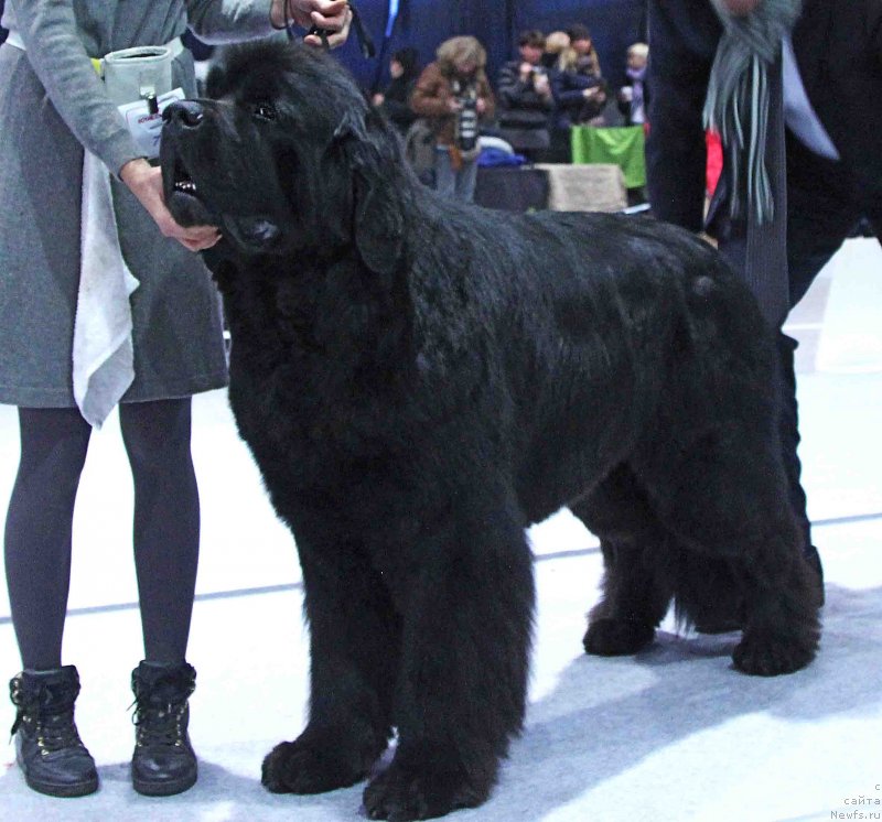 Фото: ньюфаундленд Их Высочество Бишоп Карл (Ih Visochestvo Bishop Karl)