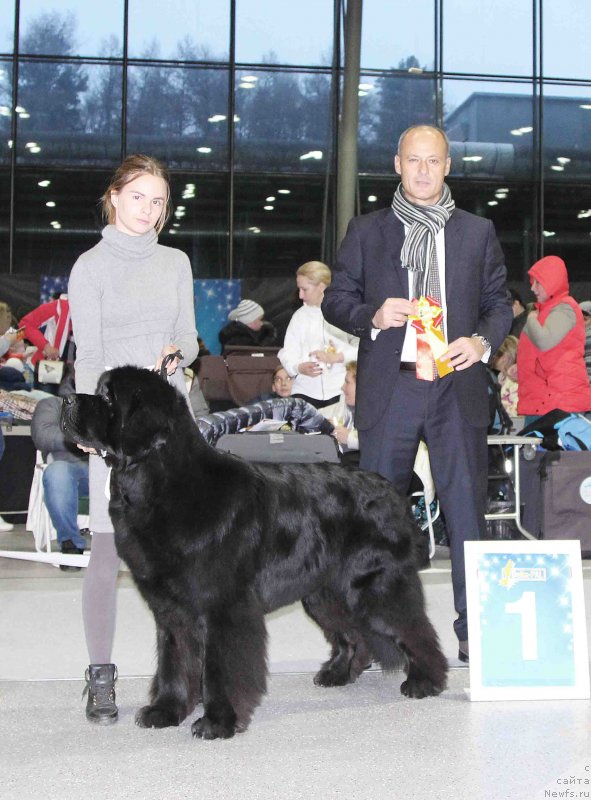 Фото: ньюфаундленд Их Высочество Бишоп Карл (Ih Visochestvo Bishop Karl)