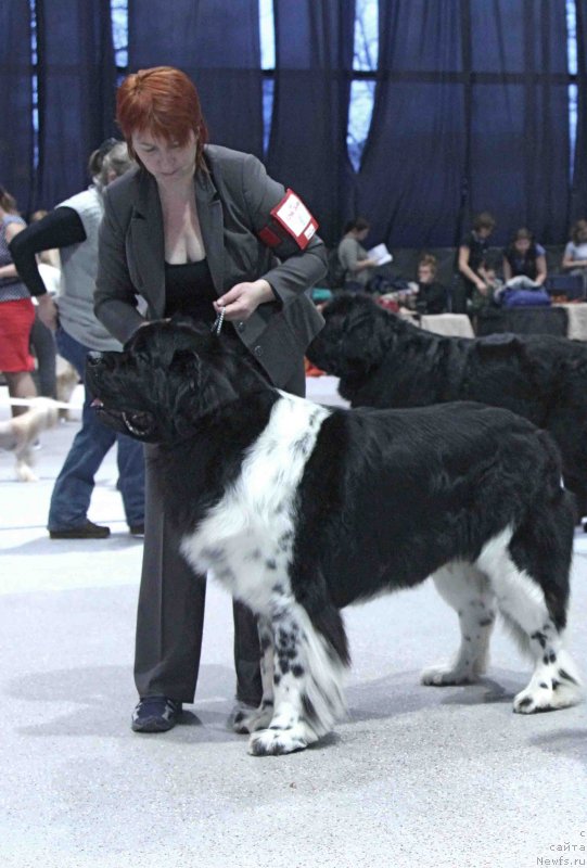 Фото: ньюфаундленд Энджелс Кипер Нибелунг (Angels Keeper Nibelung)