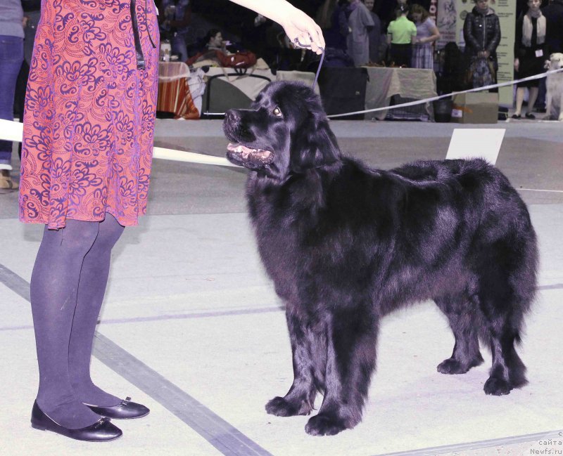 Фото: ньюфаундленд Подводная Одиссея Медея