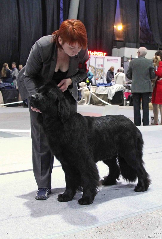 Фото: ньюфаундленд Забава из Уникальной Коллекции