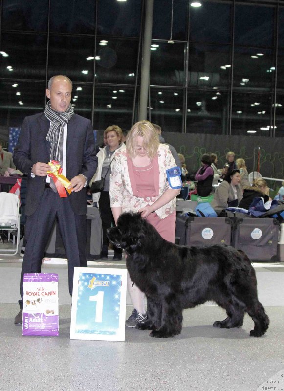 Фото: ньюфаундленд Сент Джонс Бекоз Ай Лове Ю