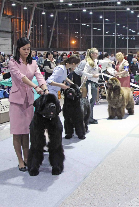 Фото: ньюфаундленд Corporevaill Dom Perignon, ньюфаундленд Eclipseofthemoon Newfoundlandhills Newfoundlandhills, ньюфаундленд Черный Шарм Ангельская Красота (Chernyi Sharm Angel'skaya Krasota)