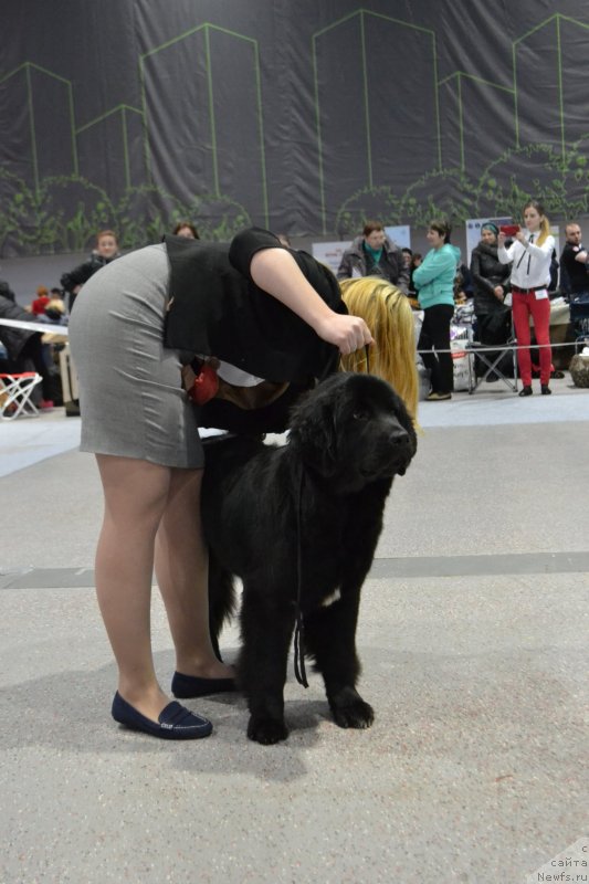 Фото: ньюфаундленд Терра Виктория Кей ту Май Харт (Terra Victoria Key to my Heart)
