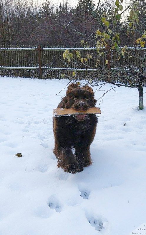 Фото: ньюфаундленд Браунблад МСК Двайт Гарнет