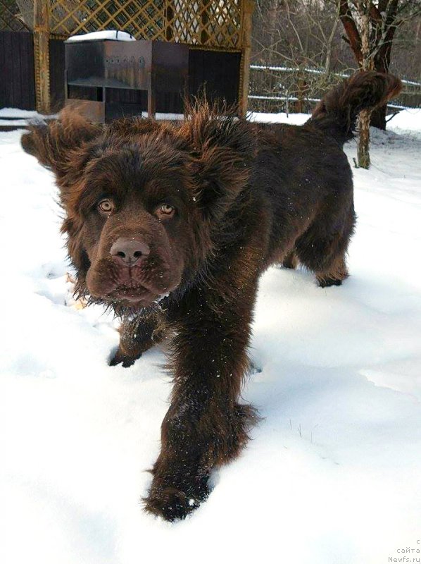 Фото: ньюфаундленд Браунблад МСК Двайт Гарнет
