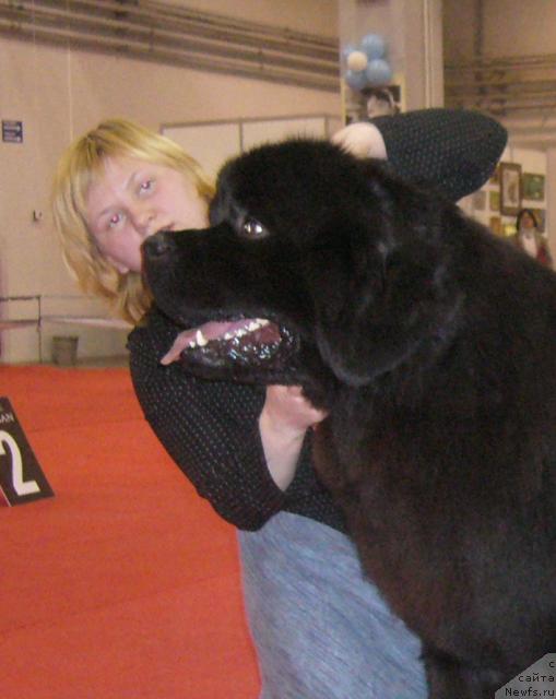 Фото: ньюфаундленд Армани Империал