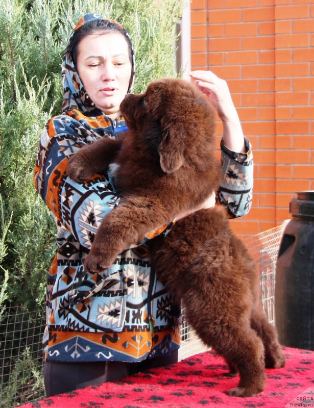 Фото: ньюфаундленд Жемчужина Кубани Князь Краснодара