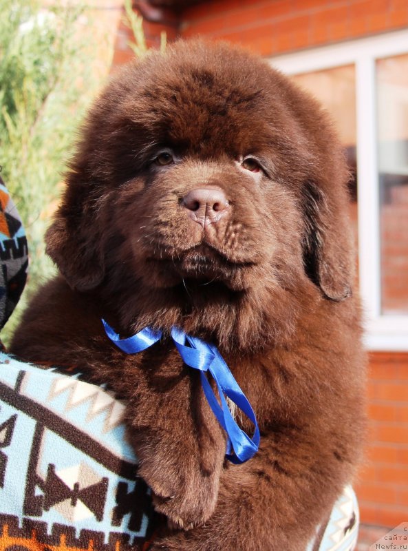 Фото: ньюфаундленд Жемчужина Кубани Князь Краснодара