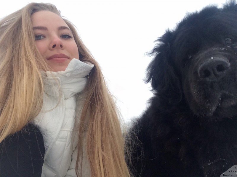 Фото: ньюфаундленд Великий Медведь Загадка, ньюфаундленд Великий Медведь Загадка