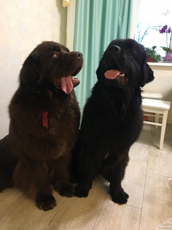 Фотография № 232124