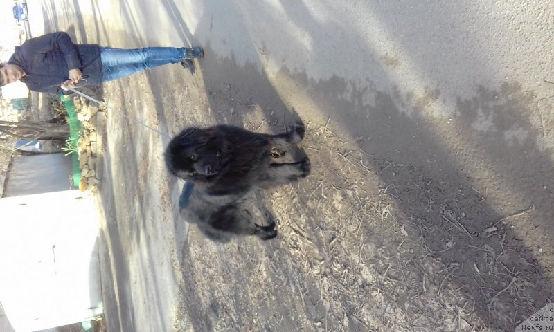 Фото: ньюфаундленд Анариэль Лучик Удачи