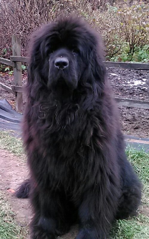 Фото: ньюфаундленд Фанньюф Гермиона Грейсфул