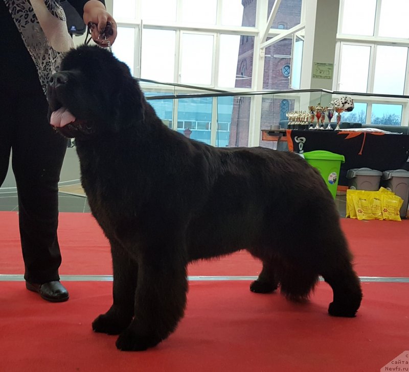 Фото: ньюфаундленд King of Helluland Glitter in the Air