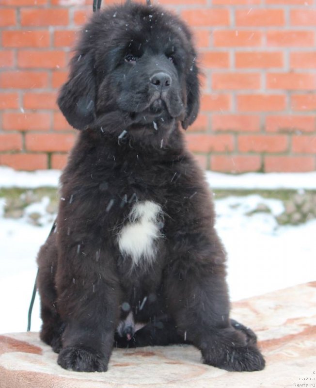 Фотография № 232133