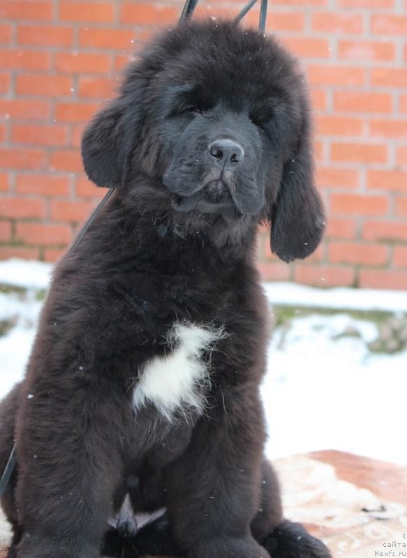 Фотография № 232134