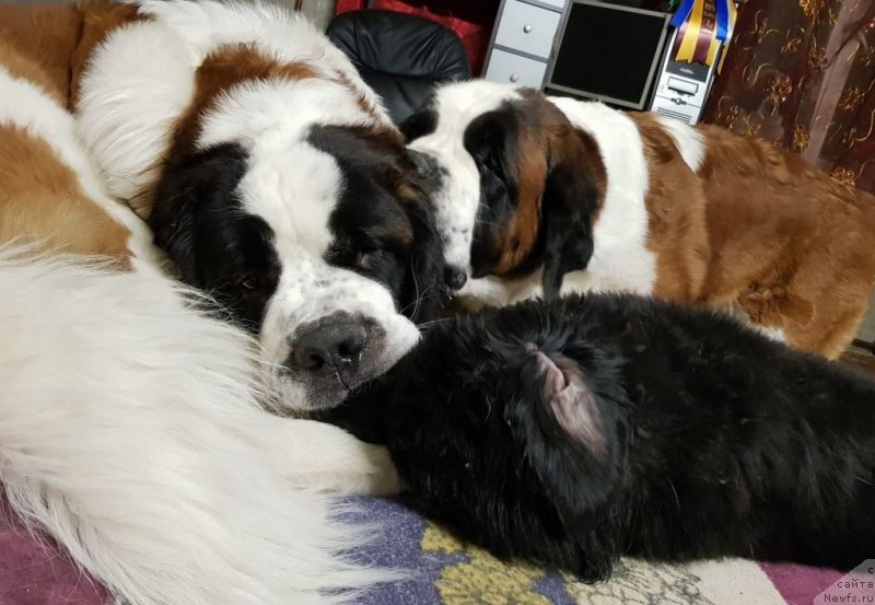 Фотография № 232140