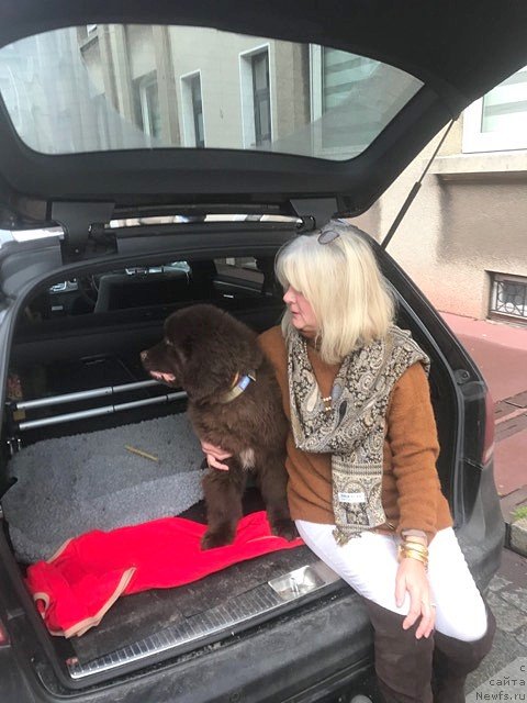 Фото: ньюфаундленд C'Нежная Вьюга Глоуинг Харт (S'Nezhnaya Vjuga Glowing Hart)