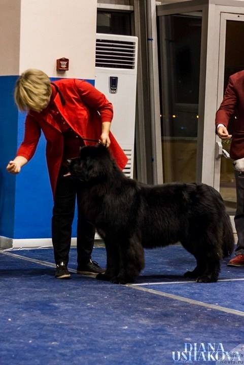 Фото: ньюфаундленд Ньюфорт Карамель для Стражей Татарстана (Njufort Karamel Dlya Strazhey Tatarstana)
