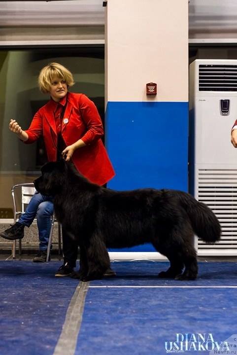 Фотография № 232146