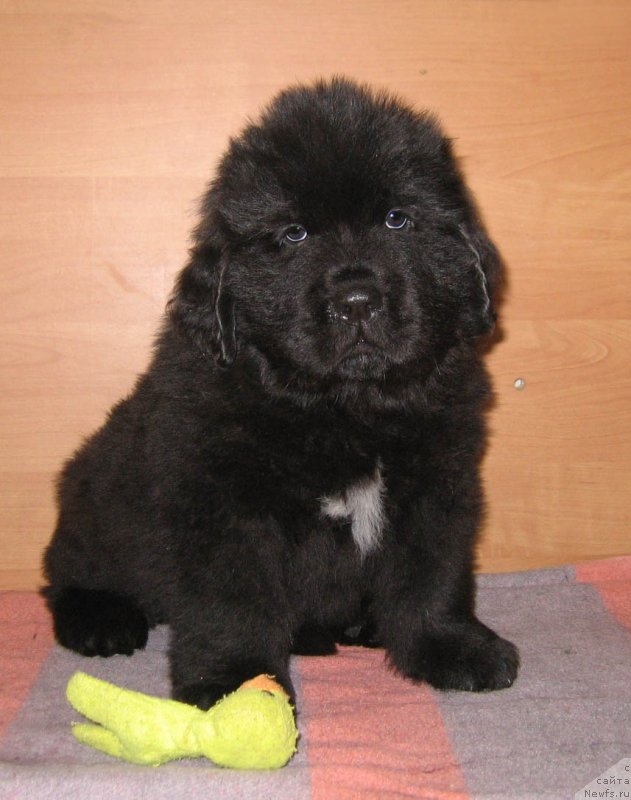 Фото: ньюфаундленд Штормовая Волна из Племени Кедра