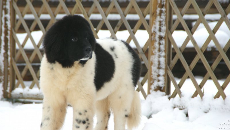 Фото: ньюфаундленд Сноу Викинг Бьюти