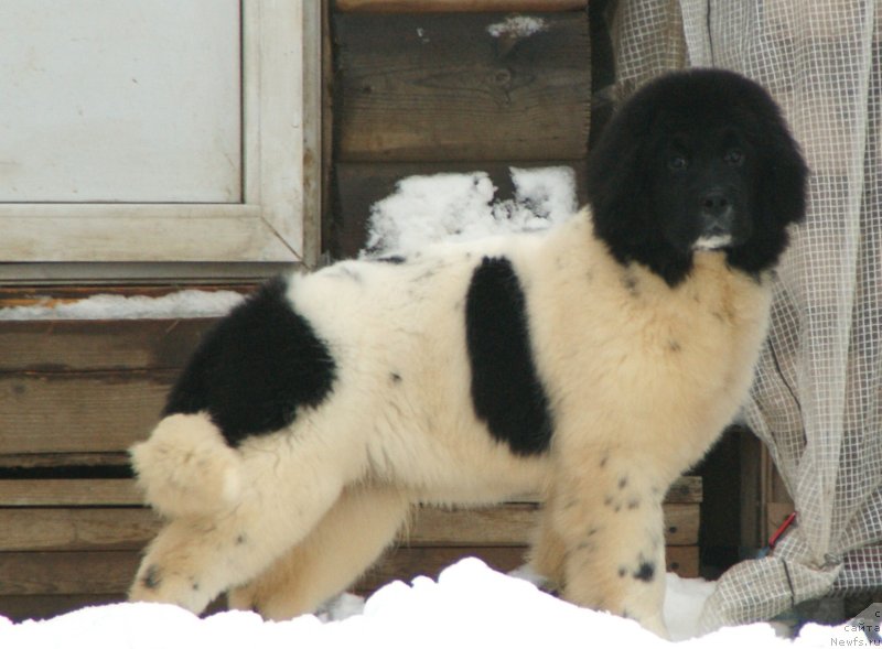 Фото: ньюфаундленд Сноу Викинг Бьюти