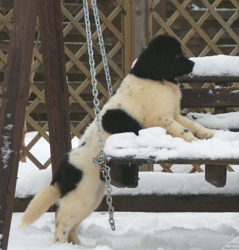 Фото: ньюфаундленд Сноу Викинг Бьюти