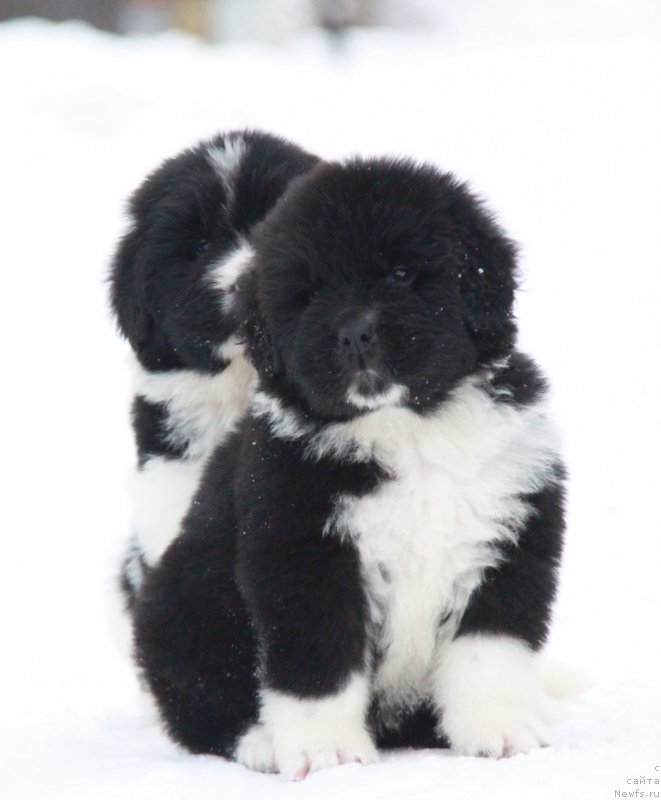 Фото: АС (Ф), кобель белая лента.