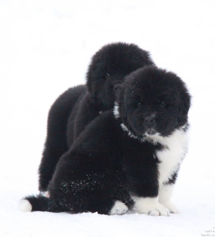 Фото: АС (Ф), кобель белая лента.