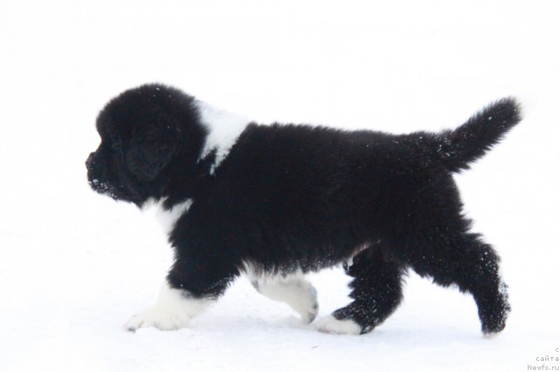 Фото: АС (Ф), кобель белая лента.