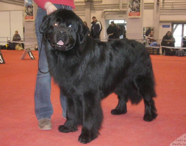 Фото: ньюфаундленд Маг Исполин Жгучий Брюнет