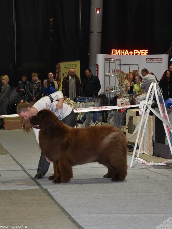 Фото: ньюфаундленд Черный Шарм Ангельская Красота (Chernyi Sharm Angel'skaya Krasota)