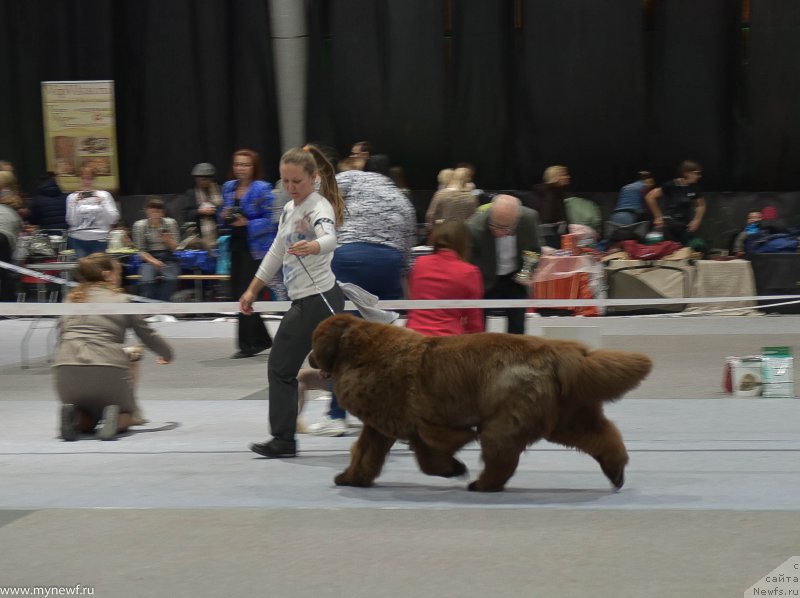 Фото: ньюфаундленд Черный Шарм Ангельская Красота (Chernyi Sharm Angel'skaya Krasota)