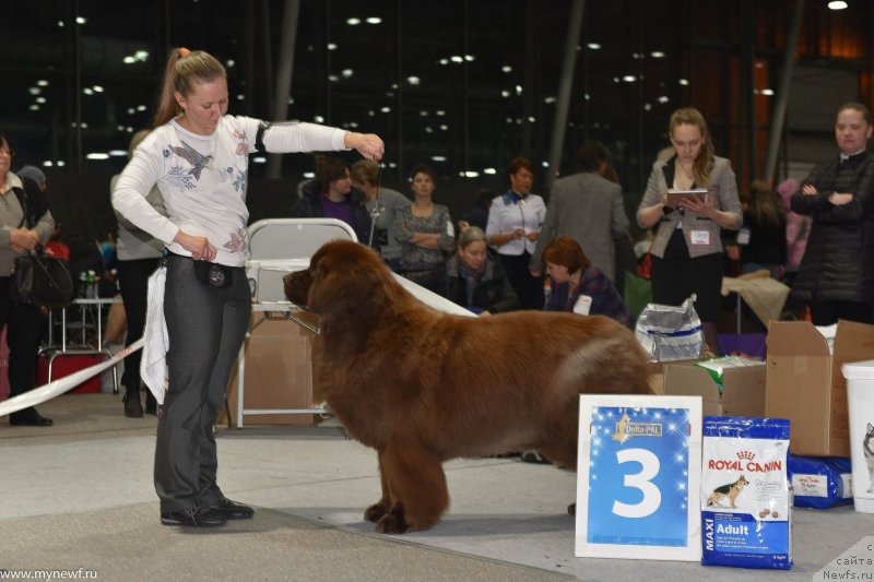 Фото: ньюфаундленд Черный Шарм Ангельская Красота (Chernyi Sharm Angel'skaya Krasota)