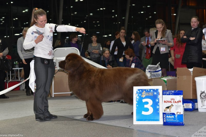 Фото: ньюфаундленд Черный Шарм Ангельская Красота (Chernyi Sharm Angel'skaya Krasota)