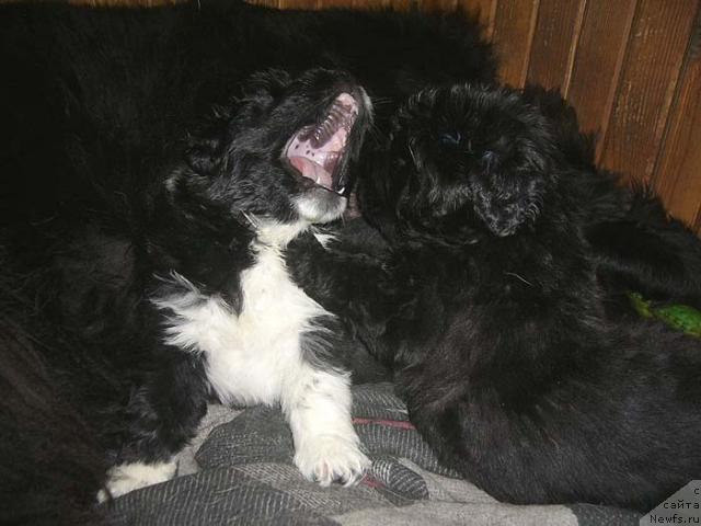 Фото: ньюфаундленд Супер Бизон Гера, ньюфаундленд Супер Бизон Грегори Грег