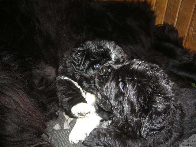 Фото: ньюфаундленд Супер Бизон Гера, ньюфаундленд Супер Бизон Грегори Грег