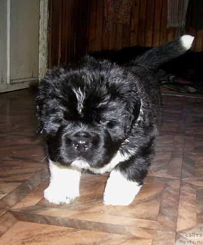 Фото: ньюфаундленд Супер Бизон Гудвин