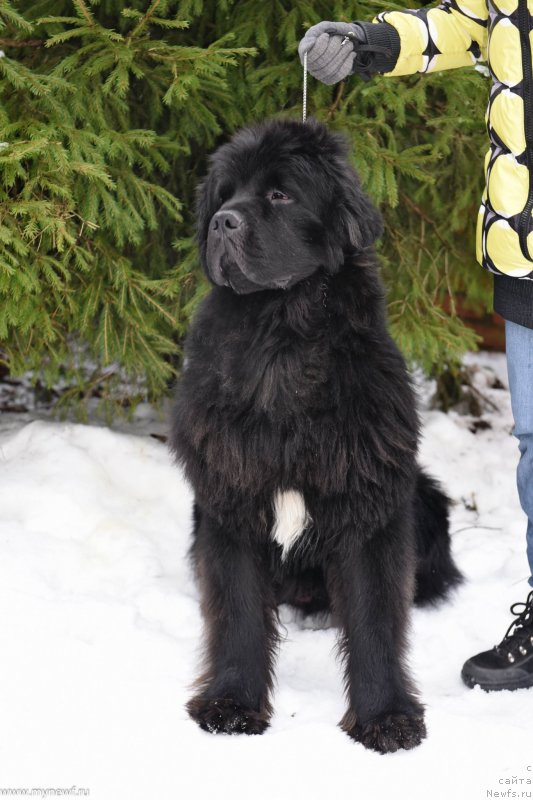 Фотография № 232245