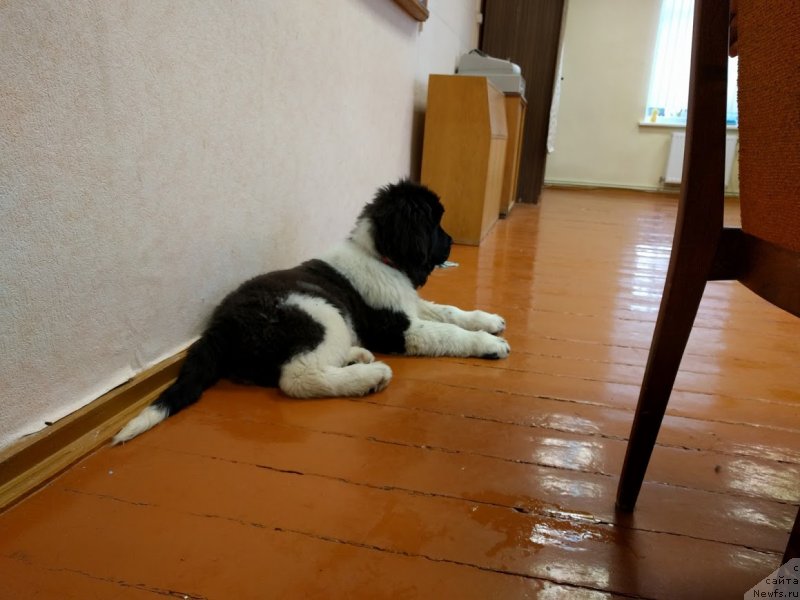 Фото: ньюфаундленд Супер Премиум Юлий Цезарь