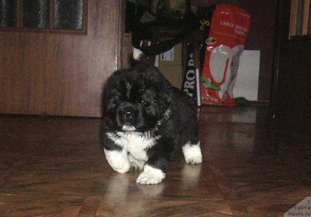 Фото: ньюфаундленд Супер Бизон Гудвин