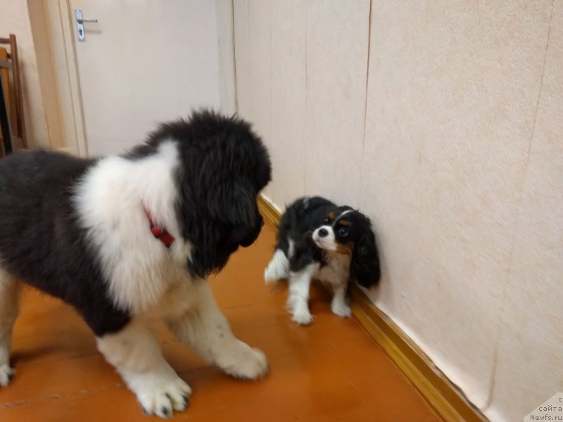 Фото: ньюфаундленд Супер Премиум Юлий Цезарь