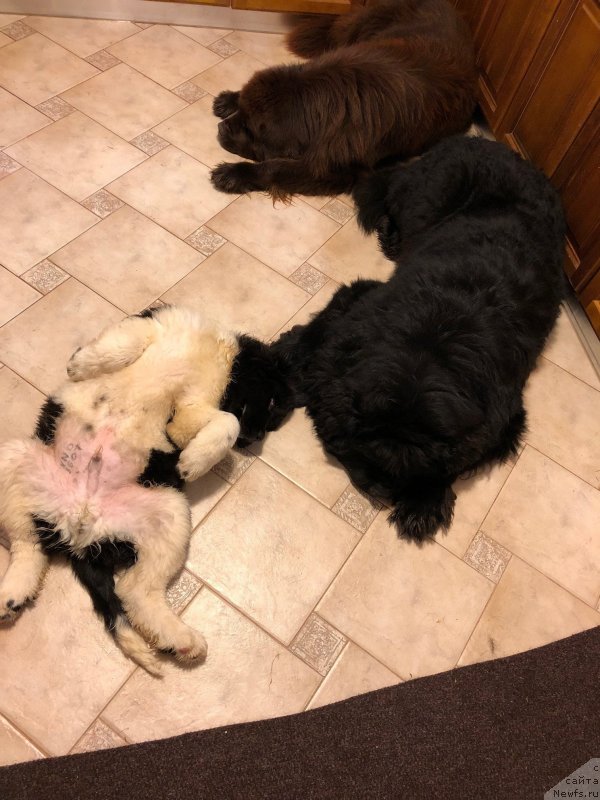 Фото: ньюфаундленд Супер Премиум Юлий Цезарь