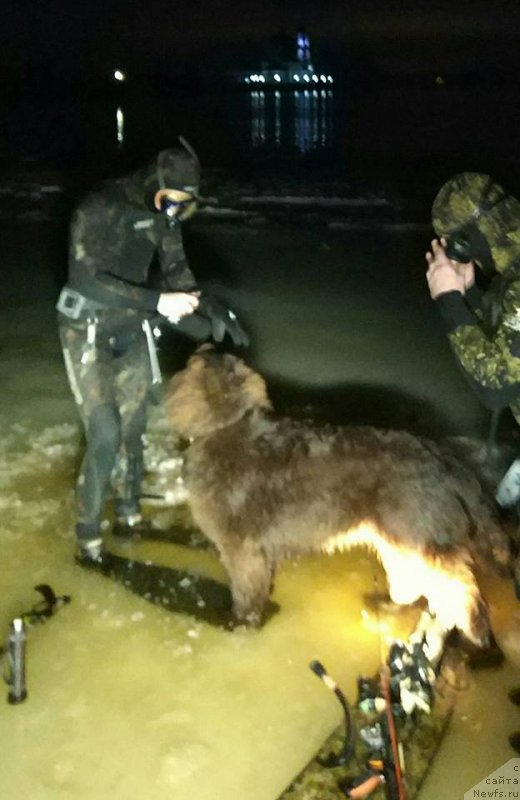 Фото: ньюфаундленд Браунблад МСК Двайт Гарнет