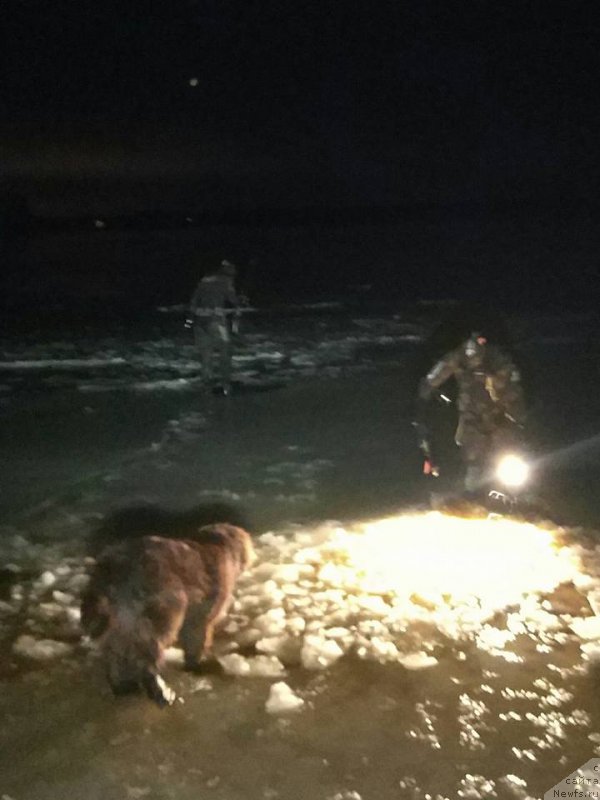 Фото: ньюфаундленд Браунблад МСК Двайт Гарнет