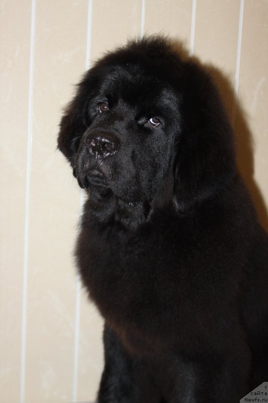 Фотография № 232264